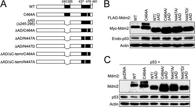 p53 Antibody in Western Blot (WB)