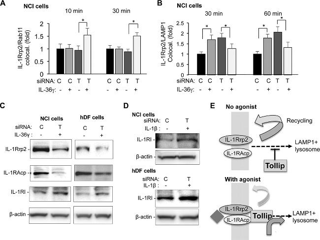 IL-1RAcP Antibody in Western Blot (WB)