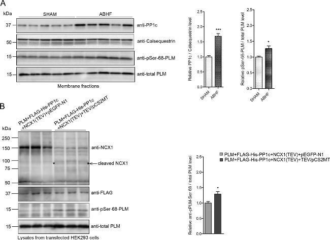 Calsequestrin Antibody in Western Blot (WB)