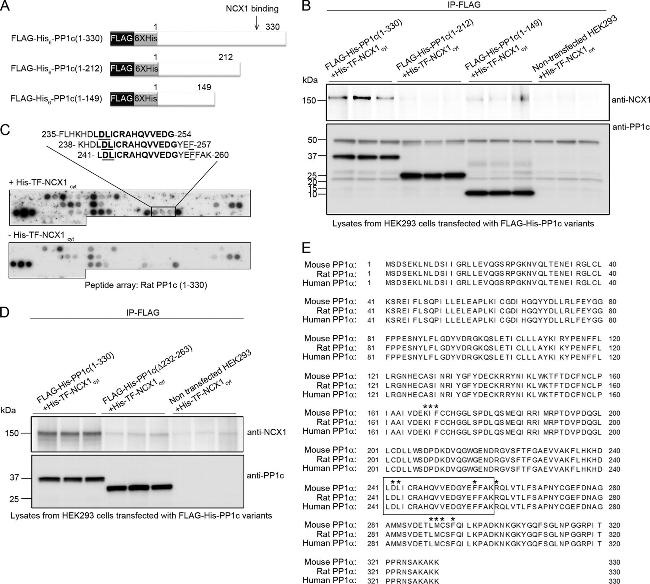 6x-His Tag Antibody in Immunoprecipitation (IP)