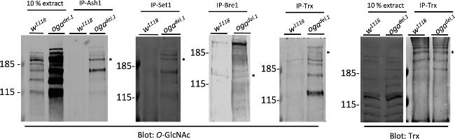 O-linked N-acetylglucosamine (O-GlcNAc) Antibody in Western Blot (WB)