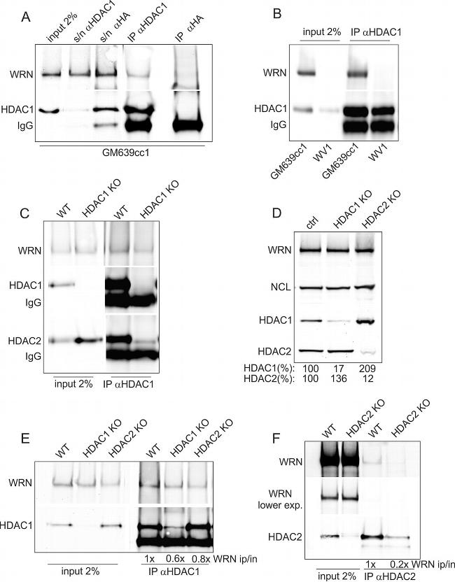 Nucleolin Antibody in Western Blot (WB)