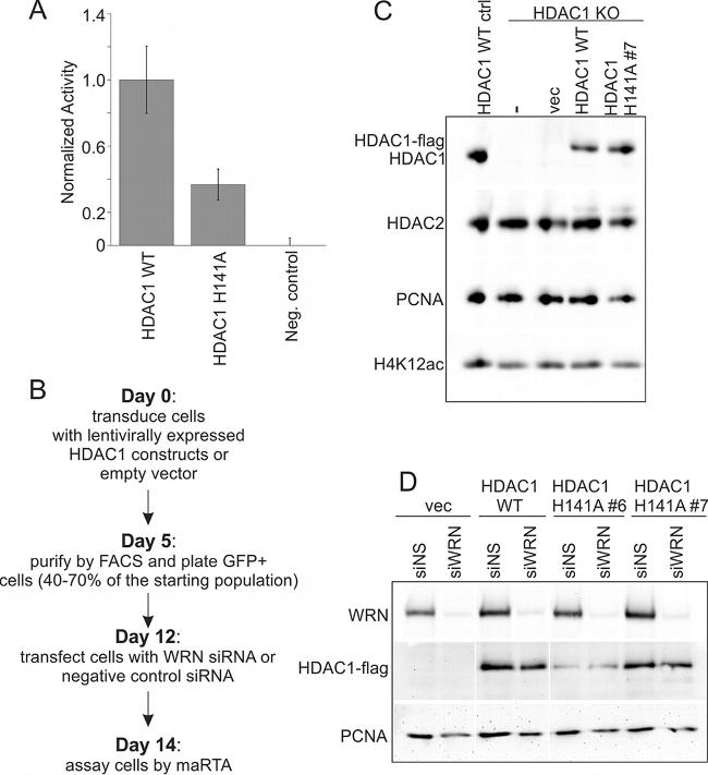 DYKDDDDK Tag Antibody in Western Blot, Immunoprecipitation (WB, IP)