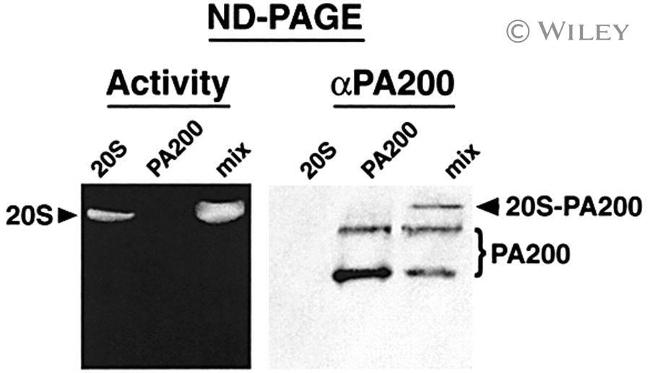 PSME4 Antibody in Western Blot (WB)