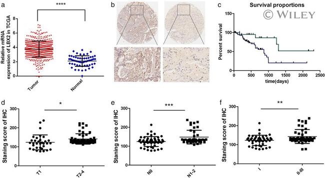 LBX2 Antibody in Immunohistochemistry (IHC)