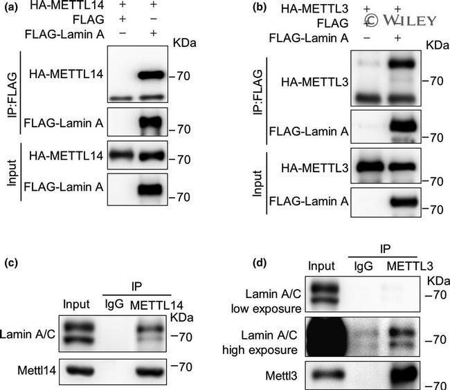 METTL14 Antibody in Western Blot, Immunoprecipitation (WB, IP)