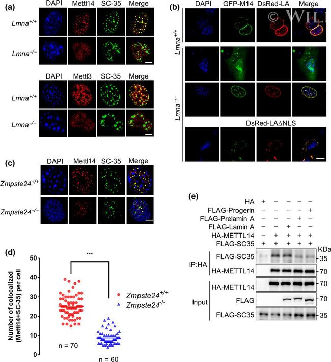 METTL14 Antibody in Immunocytochemistry (ICC/IF)