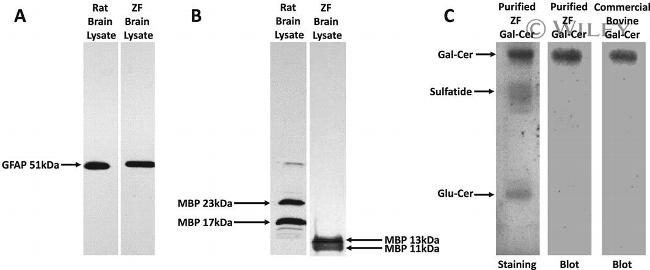 GFAP Antibody in Western Blot (WB)