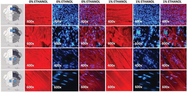 MBP Antibody in Immunohistochemistry (Frozen) (IHC (F))