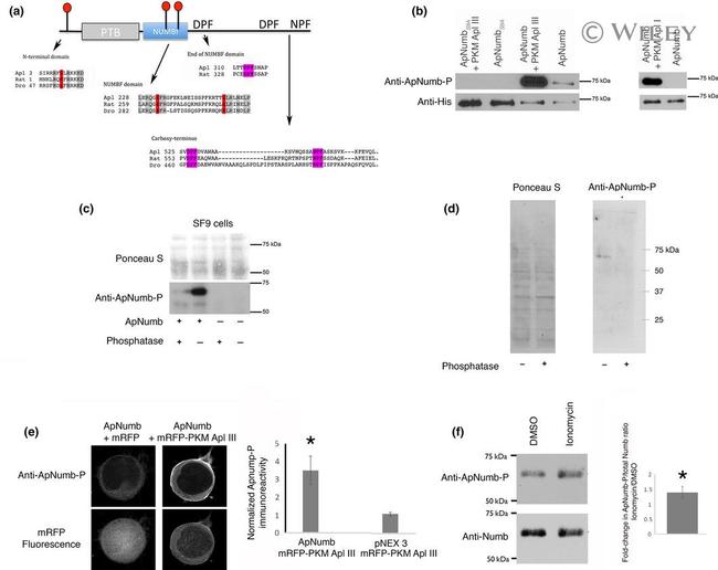 6x-His Tag Antibody in Western Blot (WB)