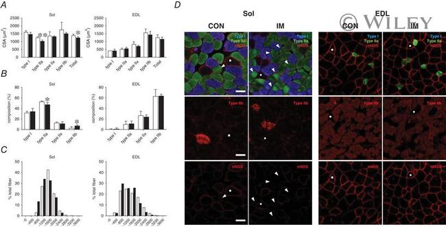 nNOS Antibody in Immunohistochemistry (IHC)