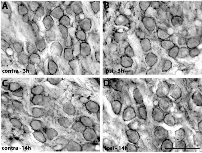 PMCA2 ATPase Antibody in Immunocytochemistry, Immunohistochemistry (ICC/IF, IHC)