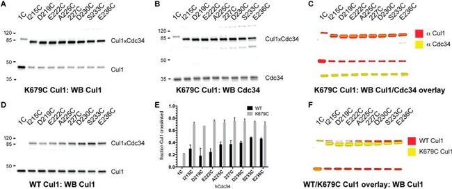 Cullin 1 Antibody in Western Blot (WB)