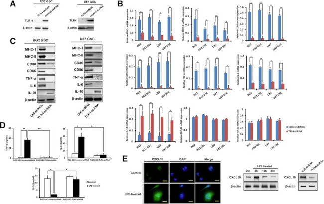 TLR4 Antibody