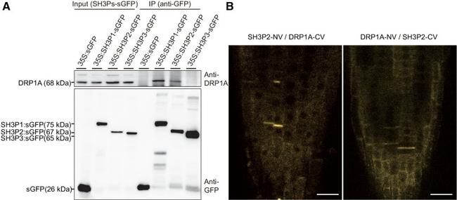 GFP Antibody in Western Blot, Immunoprecipitation (WB, IP)