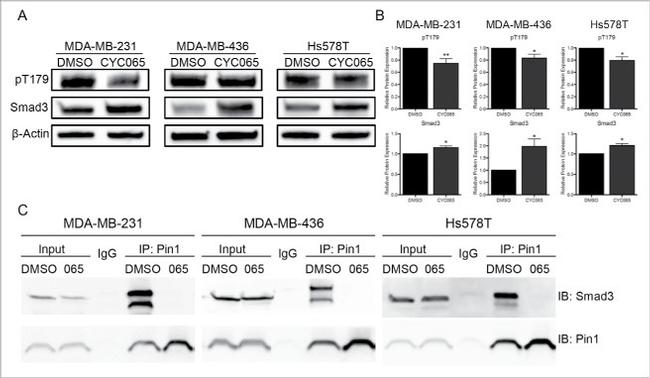 SMAD3 Antibody in Western Blot (WB)