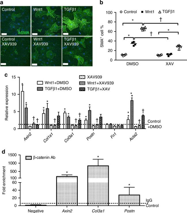 beta Catenin Antibody in ChIP Assay (ChIP)