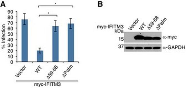 GAPDH Antibody in Western Blot (WB)