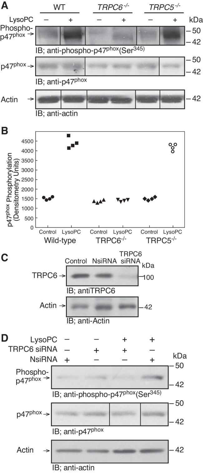 Actin Antibody in Western Blot (WB)