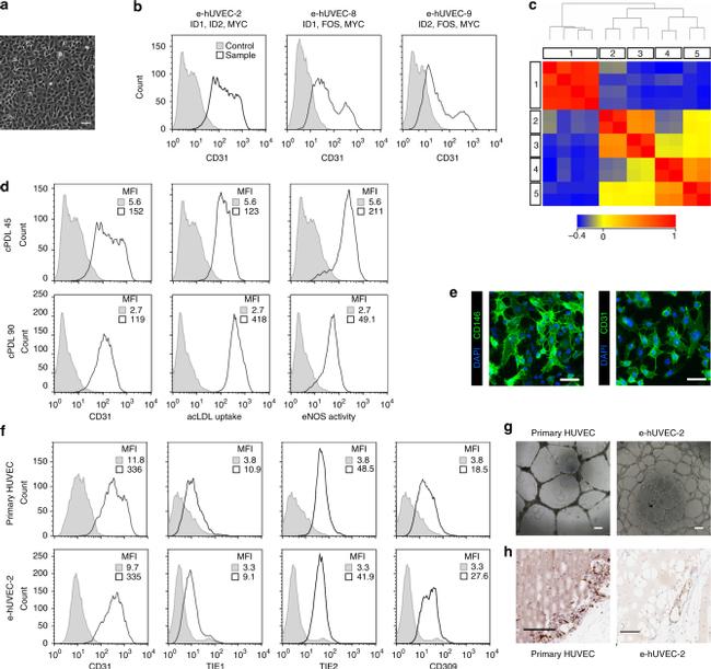 CD31 (PECAM-1) Antibody in Flow Cytometry (Flow)