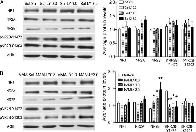 NMDAR1 Antibody in Western Blot (WB)