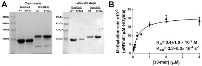 6x-His Tag Antibody in Western Blot (WB)