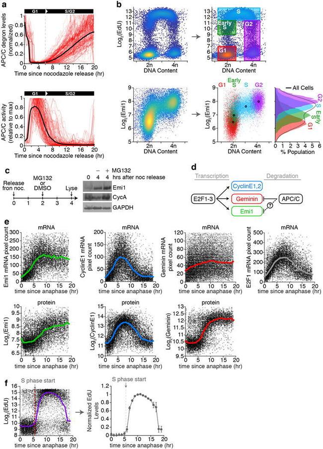 FBXO5 Antibody in Flow Cytometry (Flow)