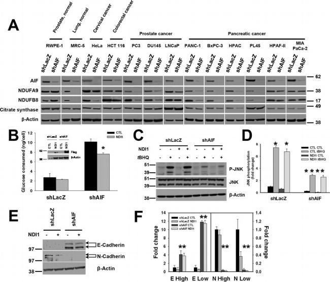 NDUFA9 Antibody in Western Blot (WB)