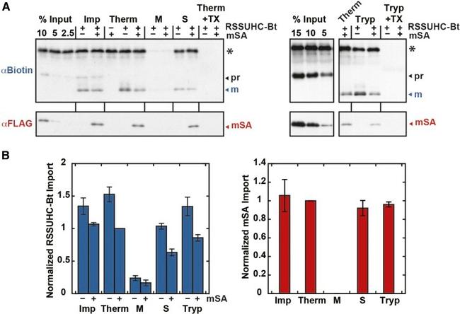 DYKDDDDK Tag Antibody in Western Blot (WB)