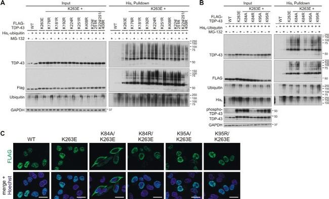 6x-His Tag Antibody in Western Blot (WB)