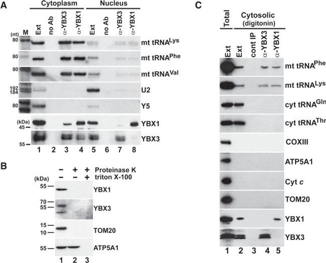 ATP5A1 Antibody in Western Blot (WB)