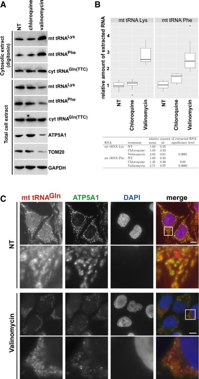 ATP5A1 Antibody in Western Blot, Immunocytochemistry (WB, ICC/IF)