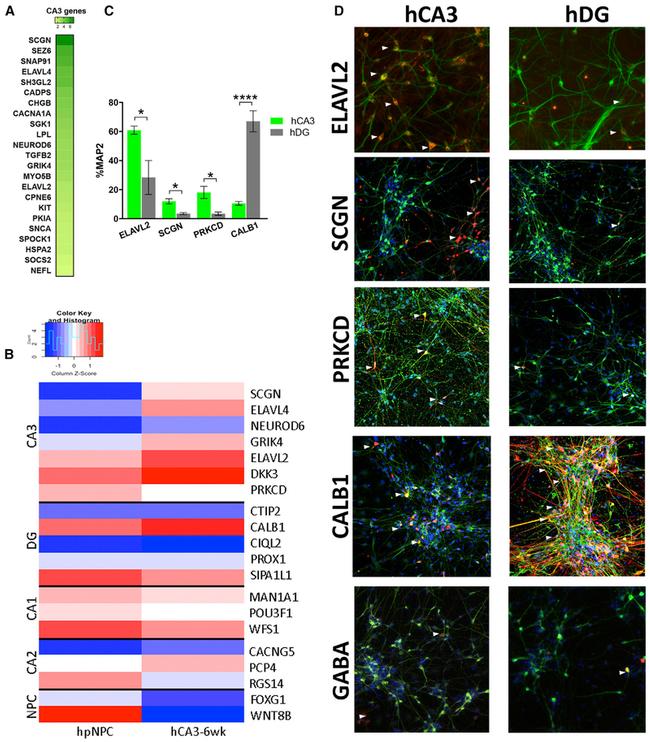 SCGN Antibody in Immunohistochemistry (IHC)