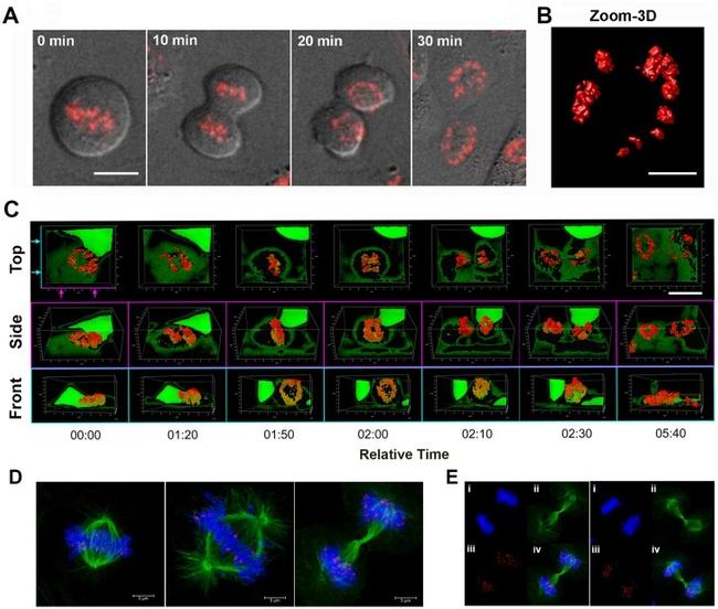 alpha Tubulin Antibody in Immunocytochemistry (ICC/IF)