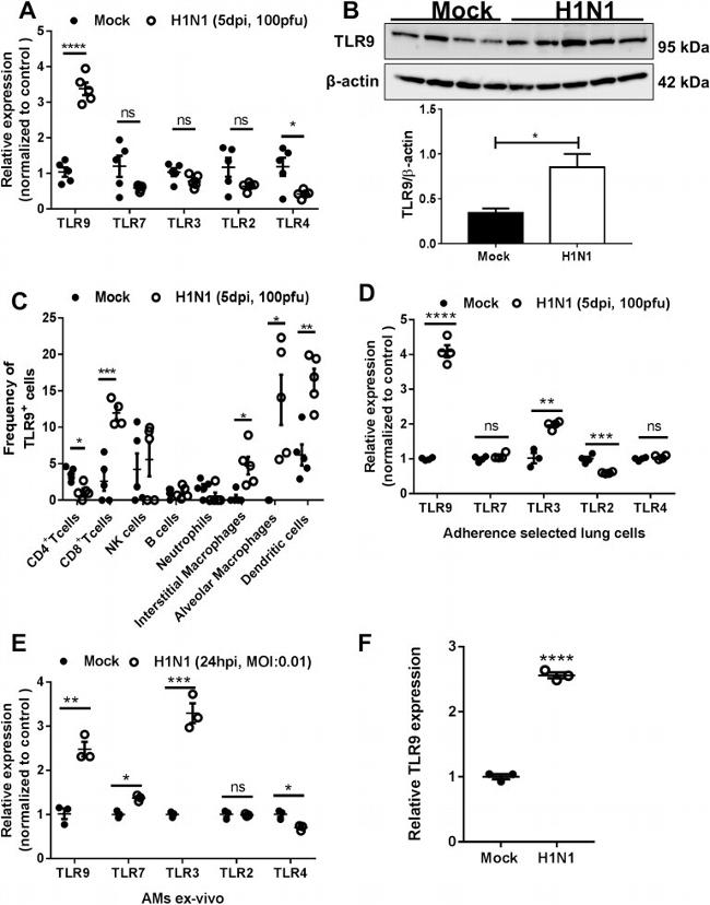 TLR9 Antibody in Western Blot (WB)