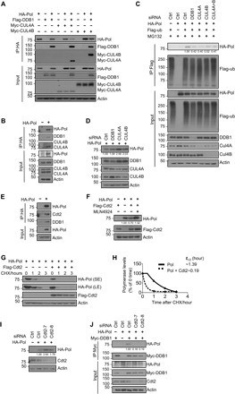 DDB1 Antibody in Western Blot (WB)