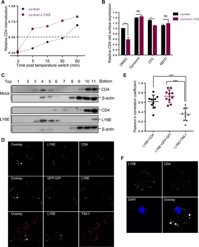 CD4 Antibody in Immunocytochemistry, Flow Cytometry (ICC/IF, Flow)