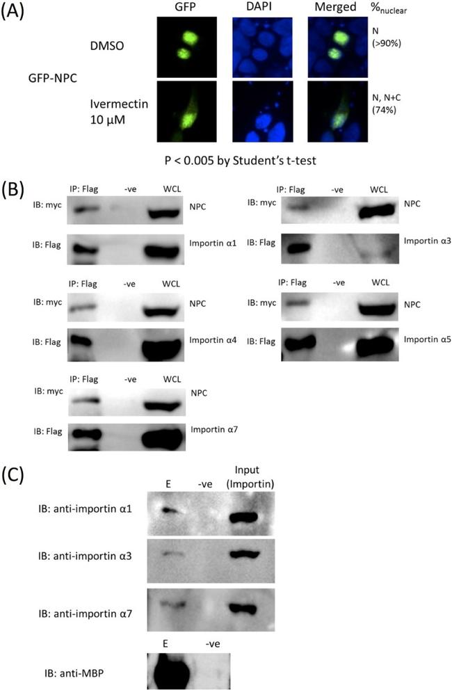 KPNA4 Antibody in Western Blot (WB)