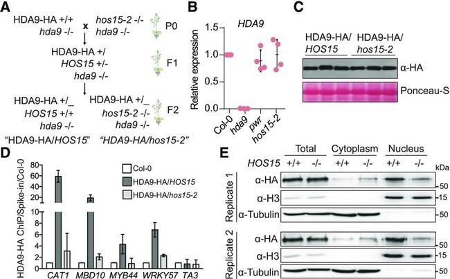 HA Tag Antibody in Western Blot (WB)