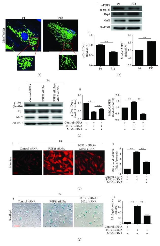 CRMP1 Antibody in Western Blot (WB)