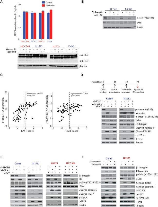 HGF Antibody in Neutralization (Neu)