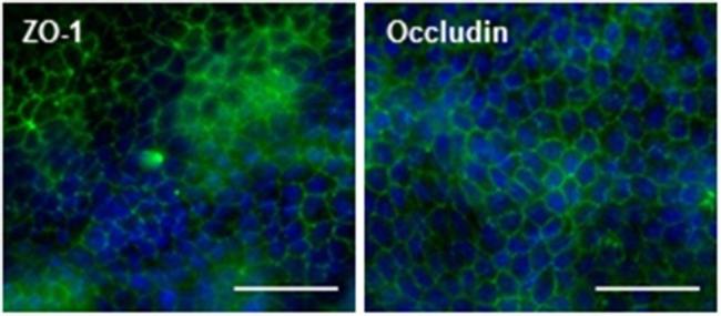 Occludin Antibody in Immunocytochemistry (ICC/IF)