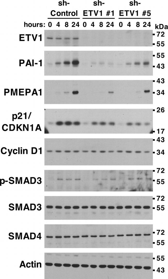 SMAD3 Antibody in Western Blot (WB)