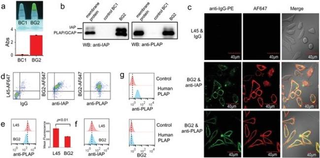 Placental Alkaline Phosphatase Antibody in Flow Cytometry (Flow)