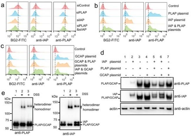 Placental Alkaline Phosphatase Antibody in Flow Cytometry (Flow)