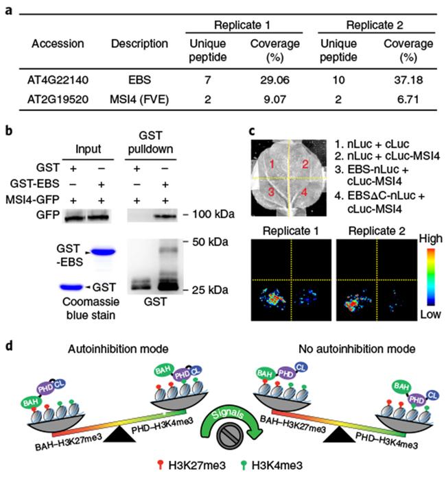 GST Tag Antibody in Western Blot, Immunoprecipitation (WB, IP)