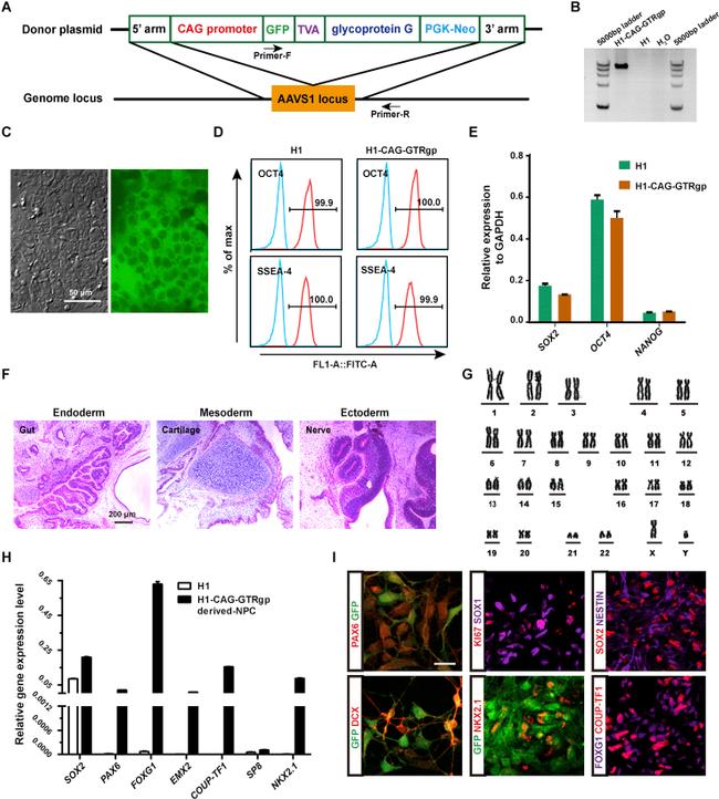 SSEA4 Antibody in Flow Cytometry (Flow)