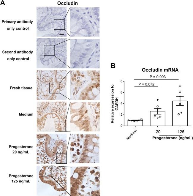 Occludin Antibody in Immunohistochemistry (IHC)