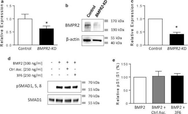 BMPR2 Antibody