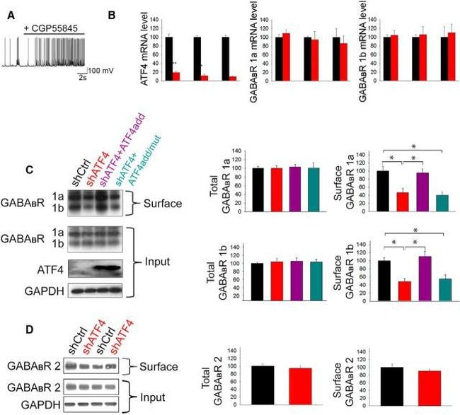 GAPDH Antibody in Western Blot (WB)